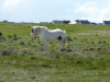 p1000065